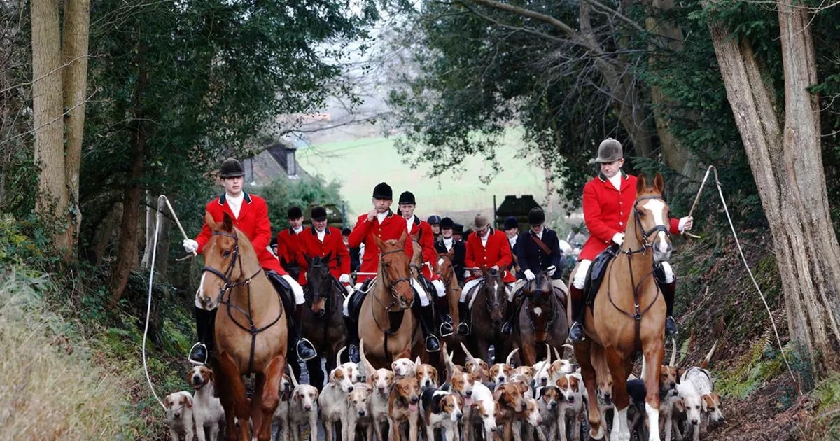 Fox hunting ban could be relaxed to allow a pack of hounds to flush out
